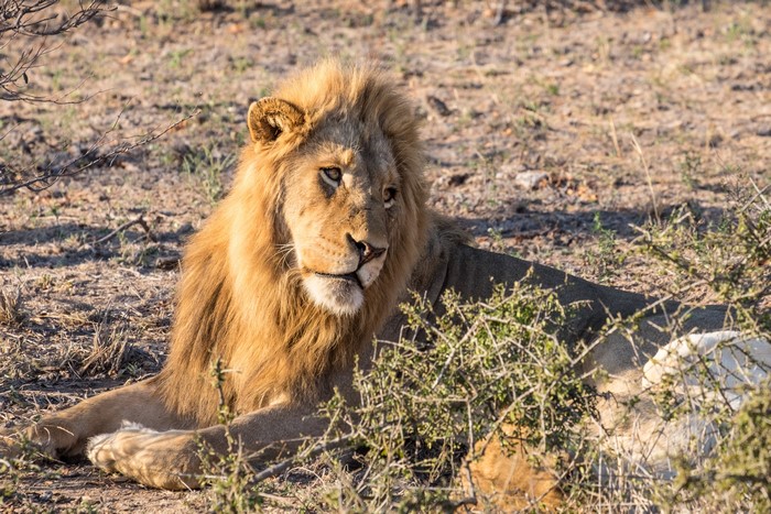 Lion resting in dry grass