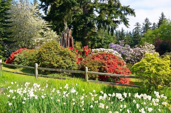 Garden with Daffodils, Shrubs, and Fence