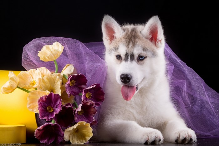 Husky puppy with tulips and purple tulle