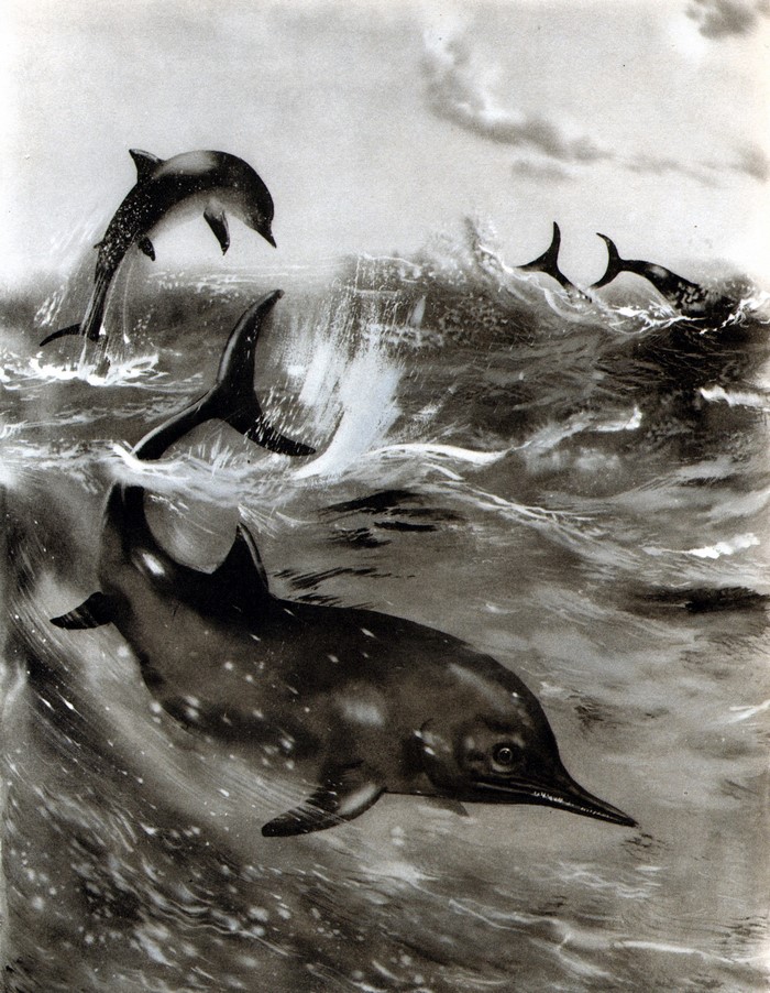 Stenopterygius hauffianus swimming in the ocean