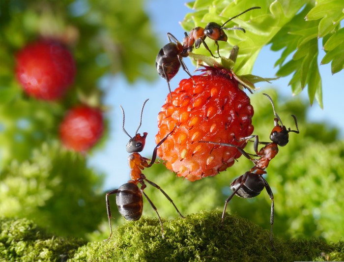 Ants carrying a strawberry