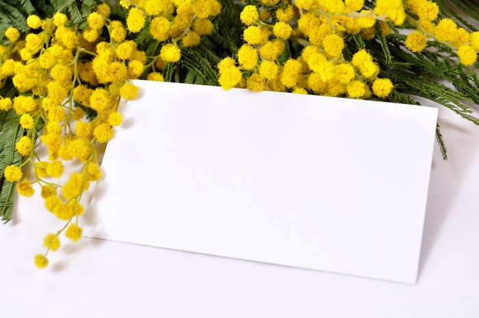 Mimosa flowers and a blank card