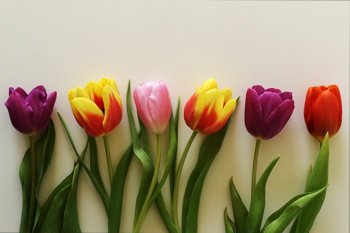 Six colorful tulips on a light background