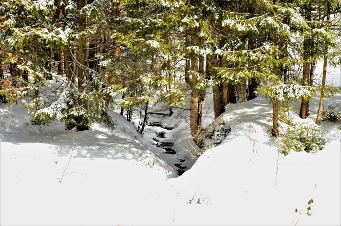Winter forest with snow and a stream