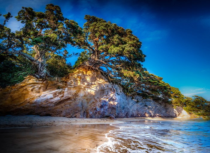 Trees on a rocky coast in Tasman, New Zealand