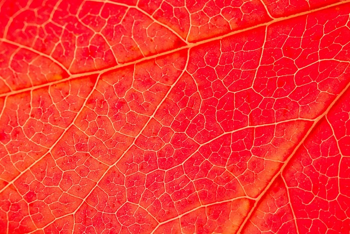 Macro view of red leaf veins