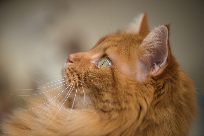 Close-up of a ginger cat's face