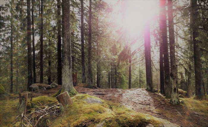 Sunlight filtering through trees in a Swedish forest