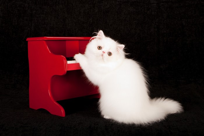 White Persian kitten playing a red toy piano