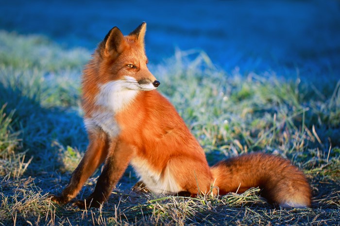 Red Fox Sitting in Frosty Grass