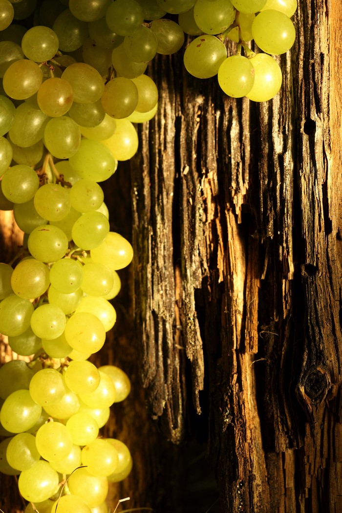 Green grapes hanging on a weathered tree trunk