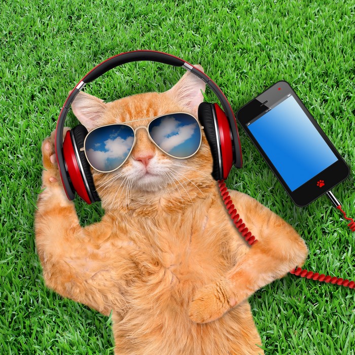 4K Ginger Cat Wearing Sunglasses and Headphones