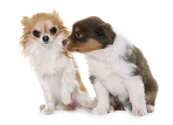 Two puppies, Chihuahua and Australian Shepherd, on white background