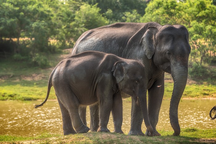 4K Elephants at Yala National Park, Sri Lanka