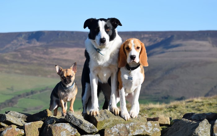 Three dogs: Chihuahua, Border Collie, and Beagle on stones