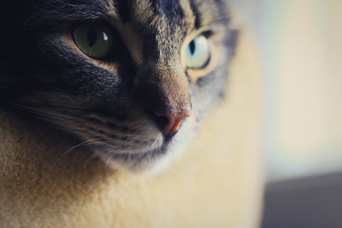 Close-up of a tabby cat's face