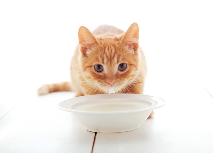 Ginger kitten drinking milk from a bowl