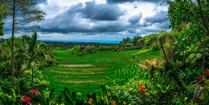 Rice fields in Bali, Indonesia under cloudy sky
