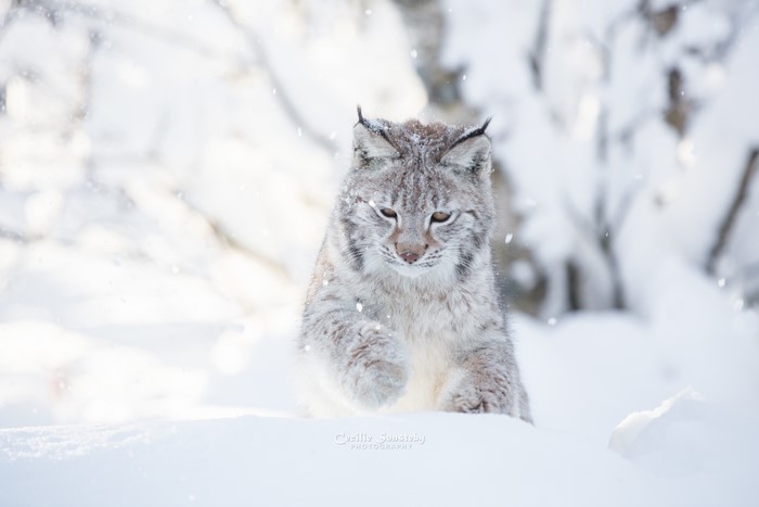 Lynx in the snow by Cecilie Sonsteby
