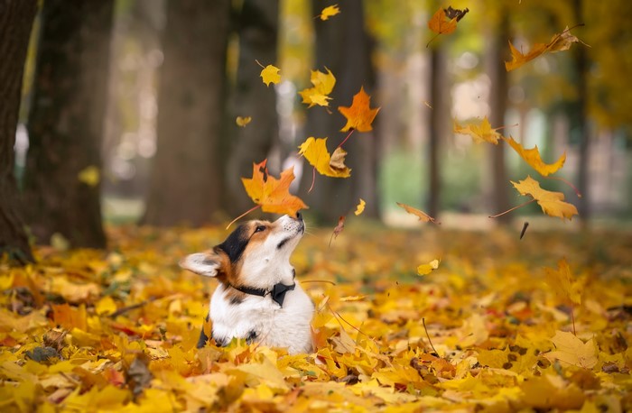 Corgi Dog in Autumn Leaves