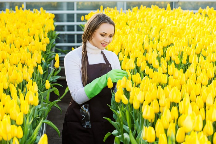 Woman in greenhouse with yellow tulips