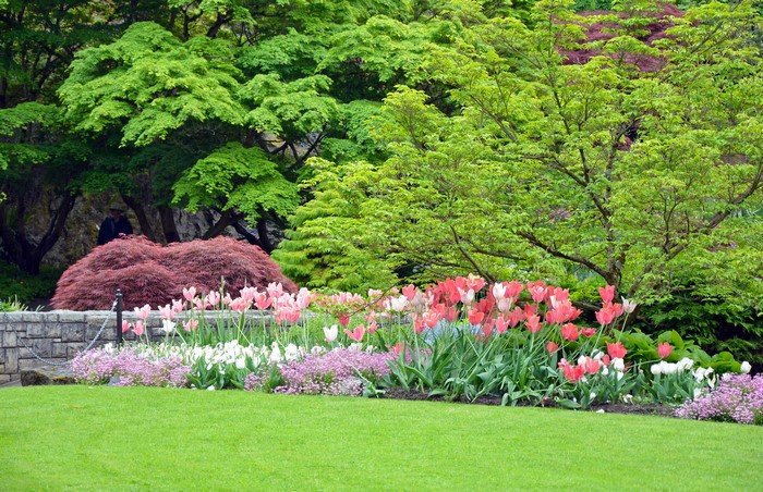 4K Spring Tulips in a Park
