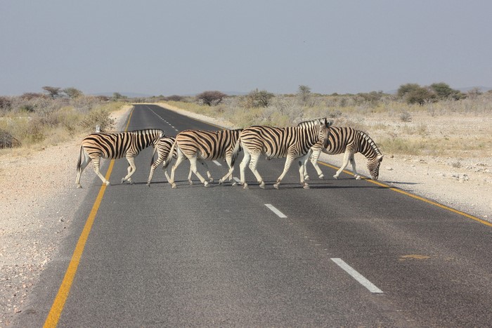 Zebras crossing a road in Africa