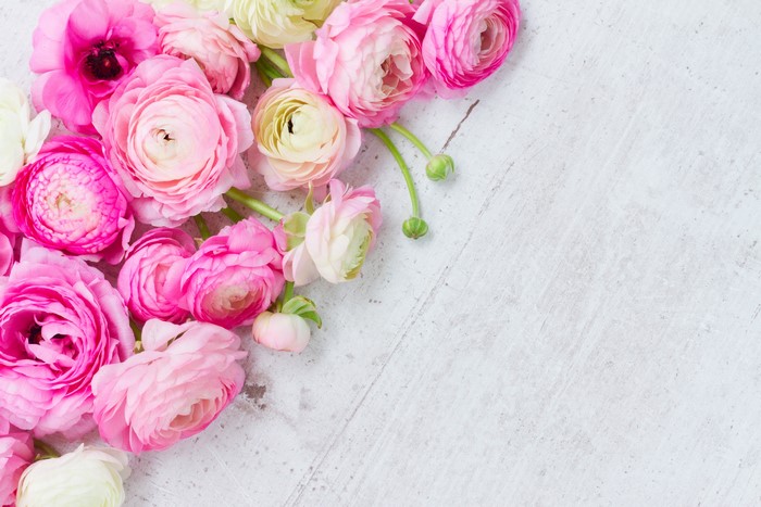 Pink and white ranunculus flowers on a textured surface