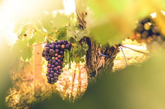 Grapes on a vine in a vineyard