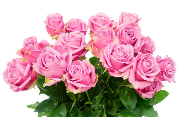Pink Roses Bouquet on White Background