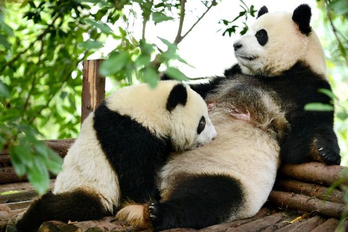 Two pandas, one adult and one cub, resting