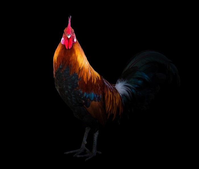 Rooster with colorful feathers on black background