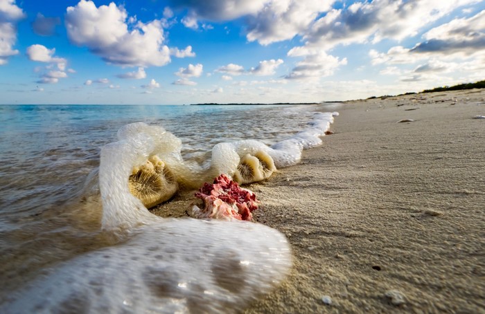 Coral on a sandy beach with waves and clouds