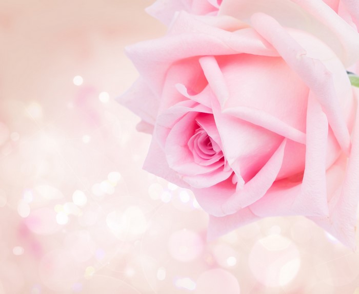 Close-up of a pink rose with bokeh lights