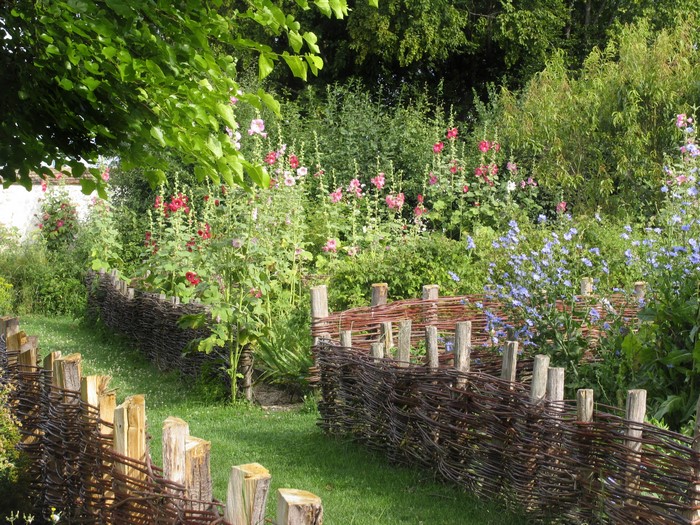 Garden with hollyhocks and blue flowers in Coulommiers, France