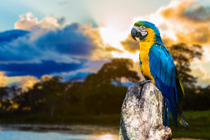 Blue and yellow macaw perched on a stump