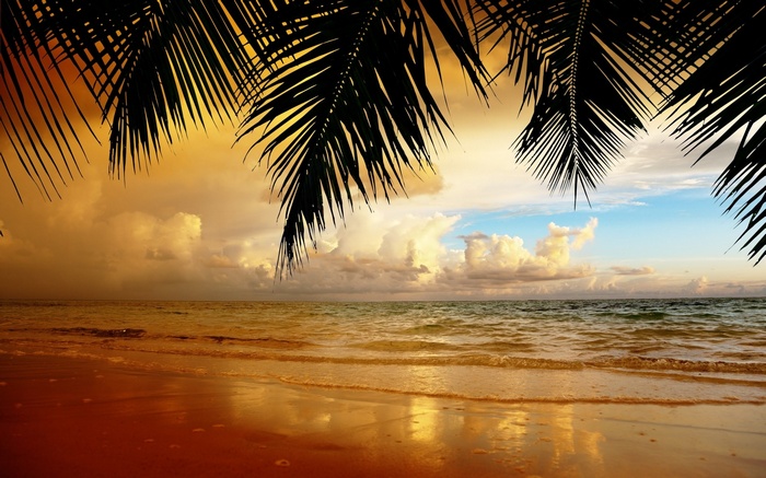 Palm Trees Overlooking a Tropical Beach at Sunset