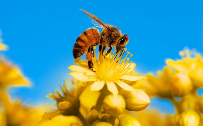 A bee on a yellow flower with a blue sky