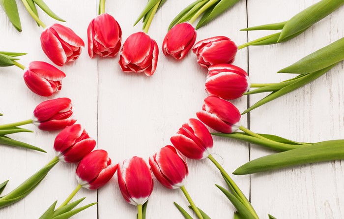 Red Tulips in a Heart Shape on White Wood