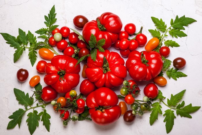 Assortment of Fresh Tomatoes and Foliage