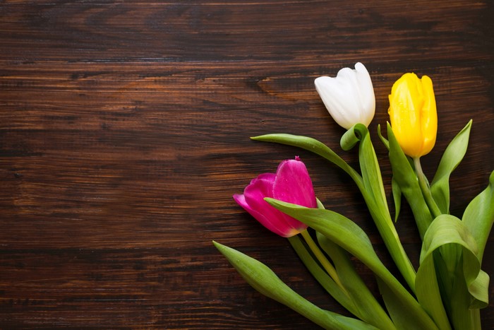Three tulips on wood planks
