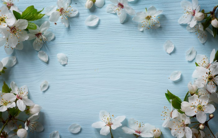 White cherry blossoms on a light blue wooden background