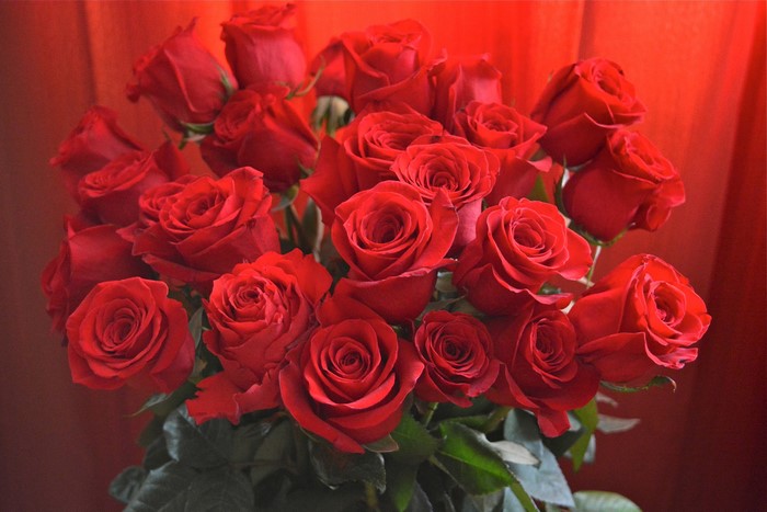 Bouquet of red roses