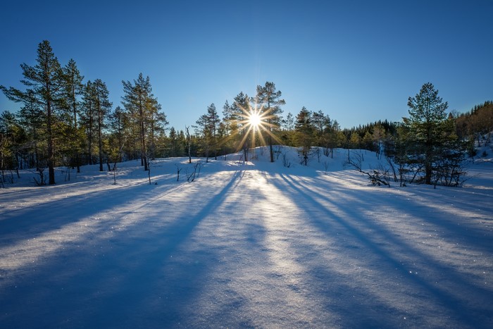 Winter forest with sunbeams and long shadows