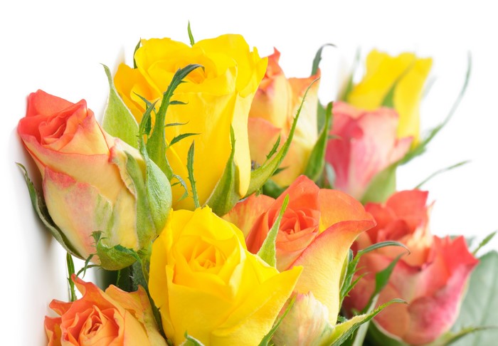 4K Roses Closeup White Background