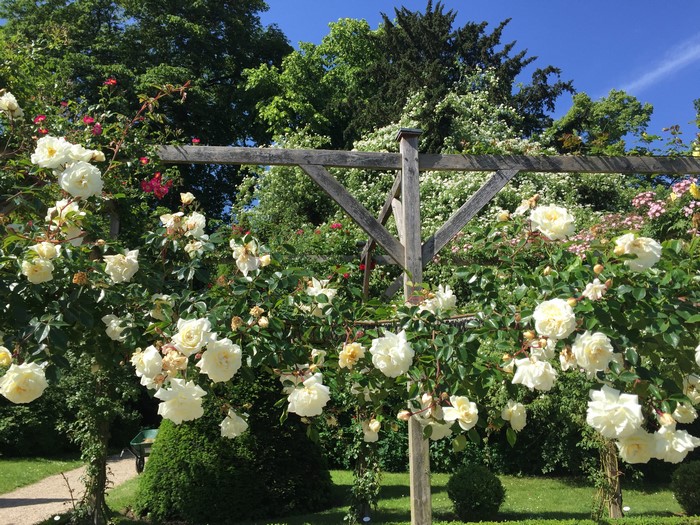 White roses climbing a wooden pergola in a garden