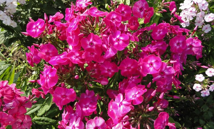 Pink and white phlox flowers in a garden