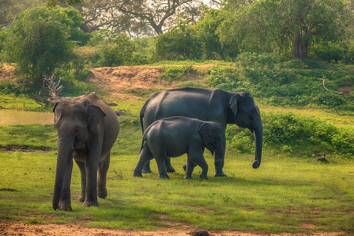 Three elephants in Yala National Park, Sri Lanka