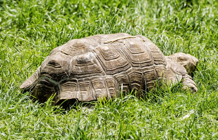 A large tortoise rests in green grass