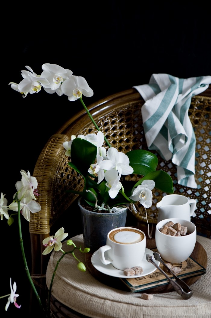 Still life with white orchids and cappuccino